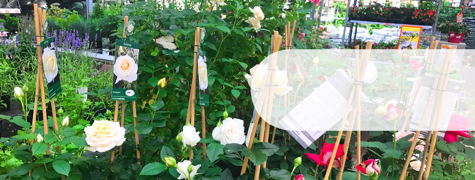 Bamboo Poles For Landscaping Needs